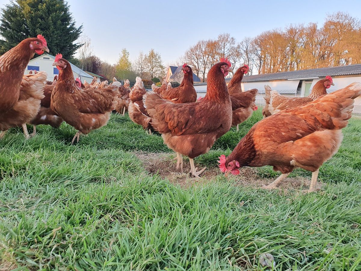 le poule est dans le pré