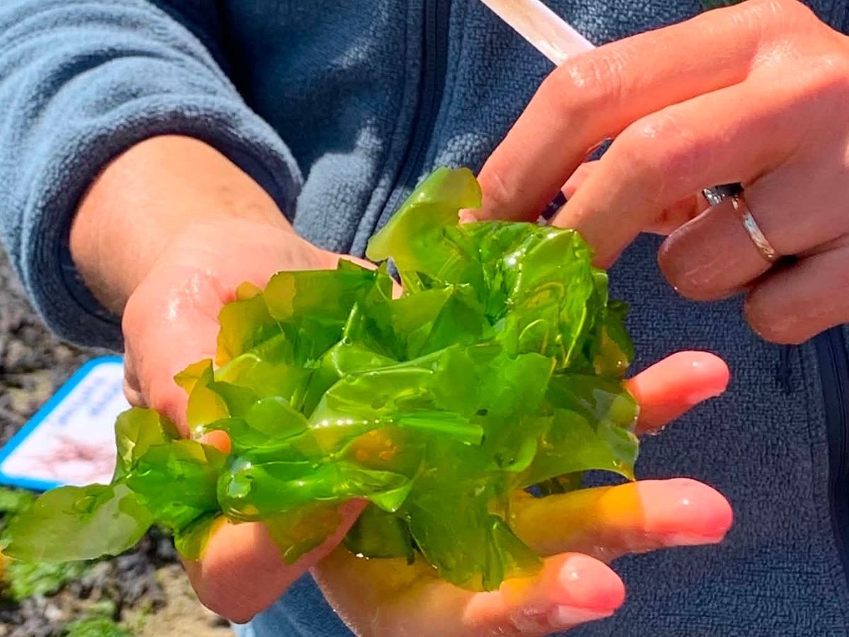 Les jardins de la mer cueilleur d'algues au croisic