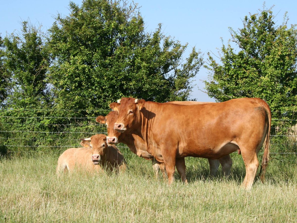 Viande du Chateauneuf à Audincthun