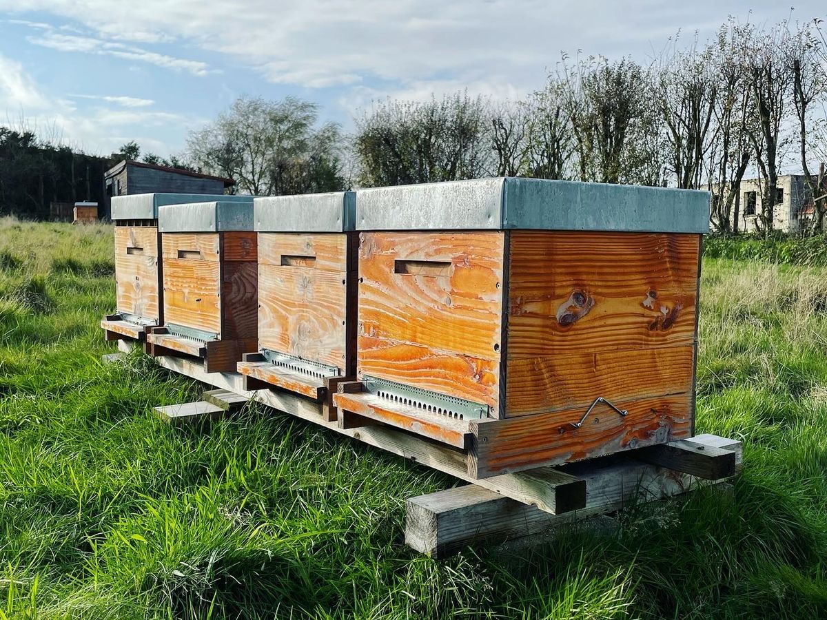 ova apiculture