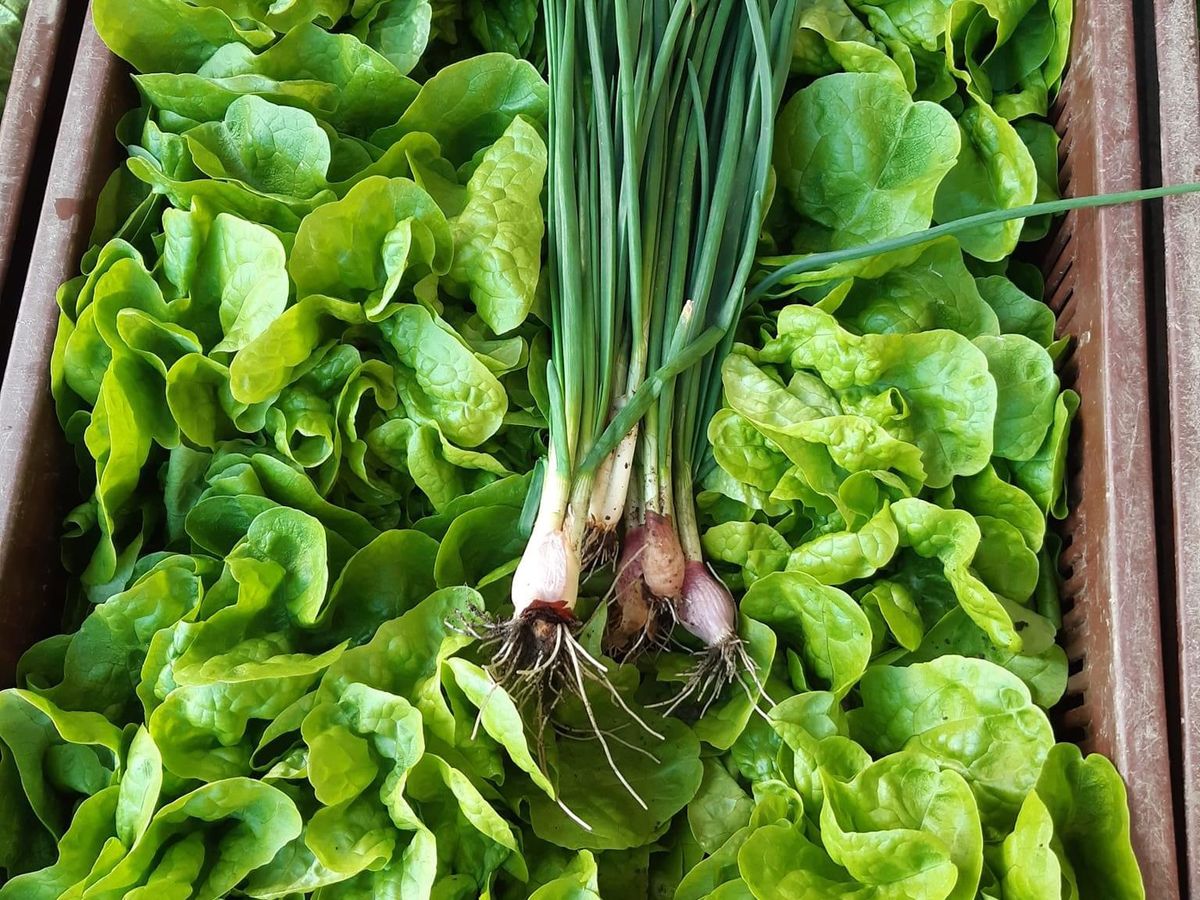 Aux légumes d’Illies