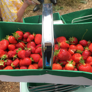 Fraises de Chéreng-Chéreng