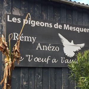 Les pigeons de Mesquer