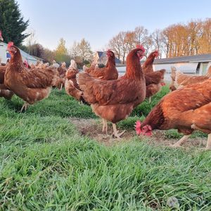 Le poule est dans le pré