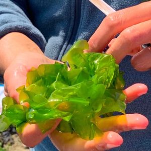 Les jardins de la mer cueilleur d'algues au croisic