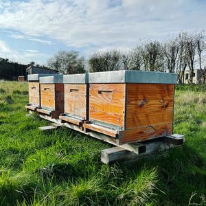 ova apiculture