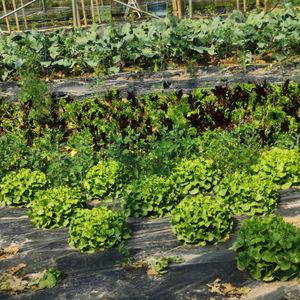 Le jardin de Cocagne à Villeneuve-d'Ascq