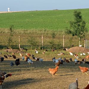 Ferme du Bosquet