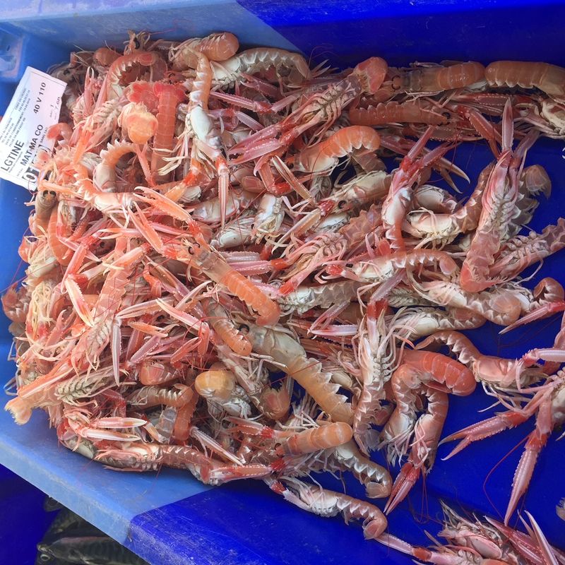 Photo : Langoustines (bien) fraîches et vivantes au Croisic