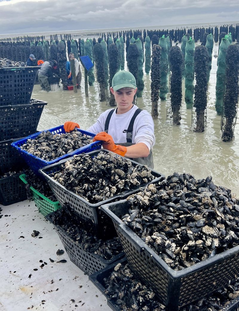 Photo Claire Decraene : bouchots plage de Dannes