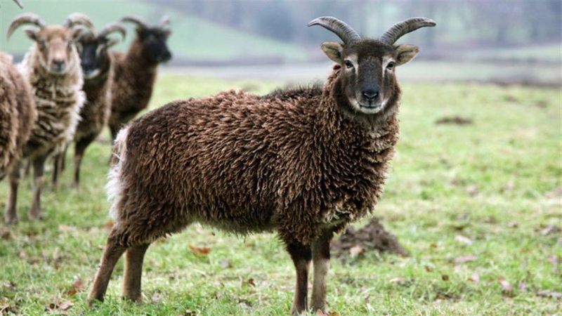 Photo : 

Mouton de Soay de la Ferme du Beau Pays, élevage et boucherie bio à Lille et Borre.

