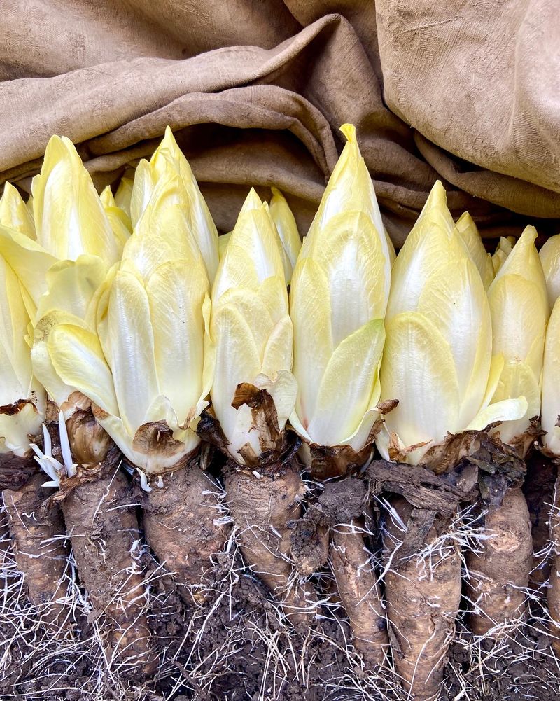 Photo Claire Decraene : Racines d'endives et endives
