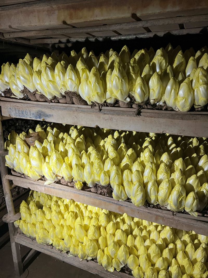Photo Claire Decraene : culture des endives en salles de pousse