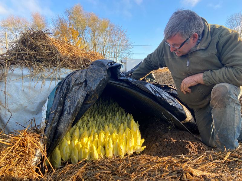 Photo Claire Decraene : culture de l'endive de pleine terre