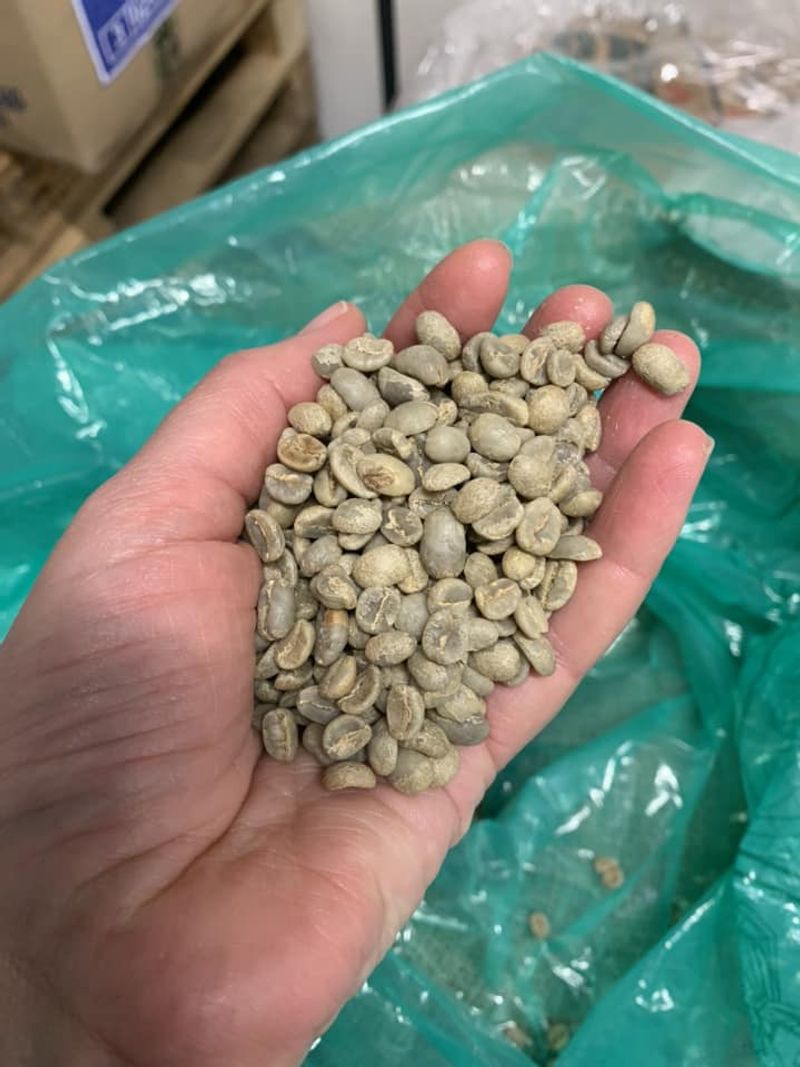 Grains de café verts avant torréfaction - Atelier découverte du café Avis de Gourmets 2023