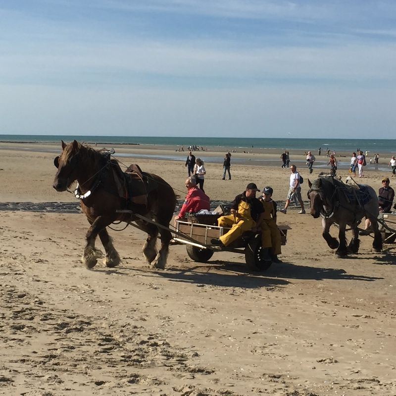 Photo : pêche à cheval sur la côte belge
