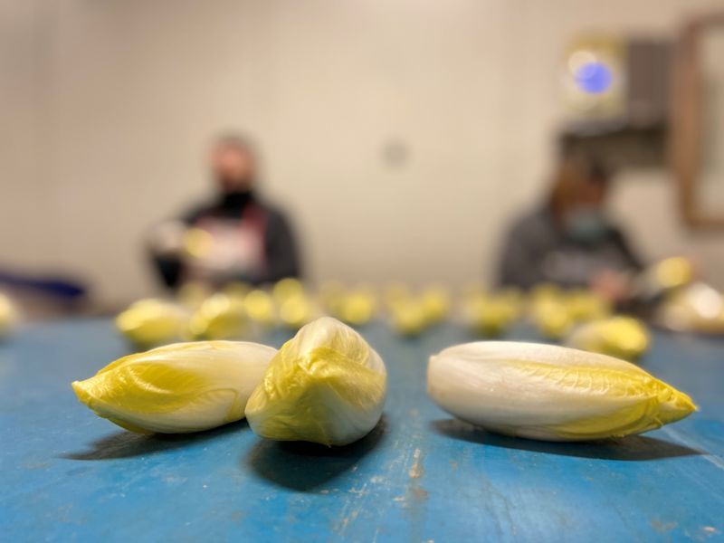 Photo Claire Decraene : Endives de pleine terre