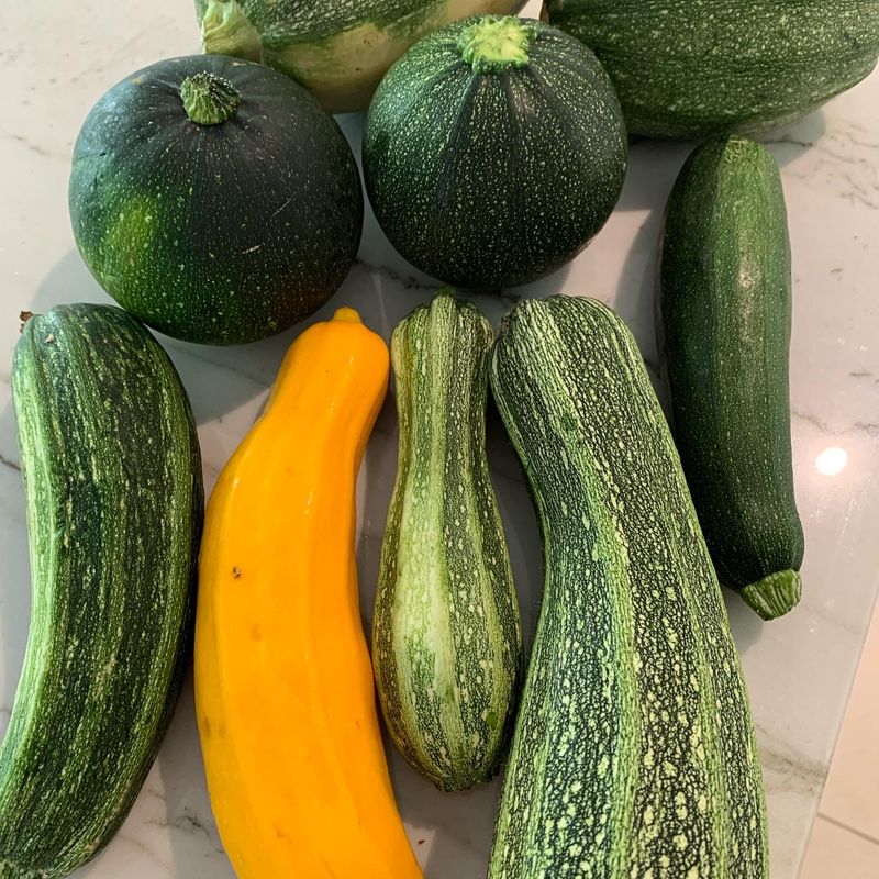 Différentes variétés de courgettes cultivées en pleine terre