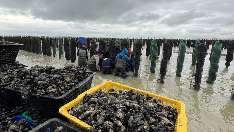 Photo Claire Decraene : moules de bouchots