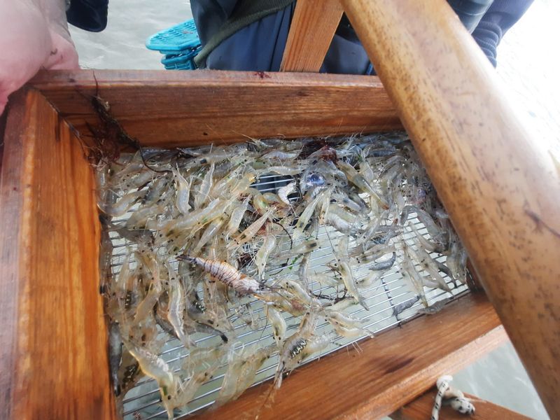 Photo Xavier Carton : crevettes grises vivantes