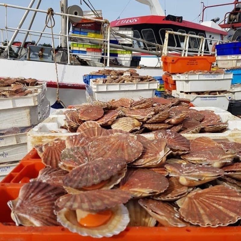 Pêche de Coquilles Saint-Jacques en pleine saison