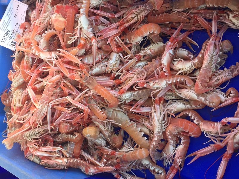 Photo : Langoustines (bien) fraîches et vivantes au Croisic
