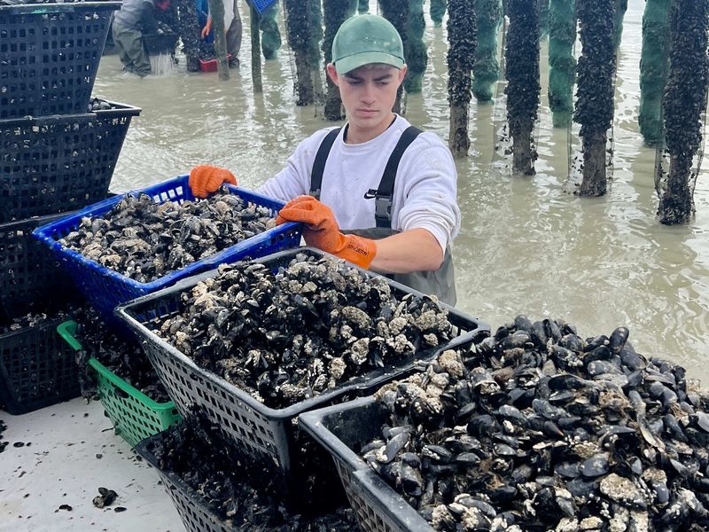 Photo Claire Decraene : bouchots plage de Dannes