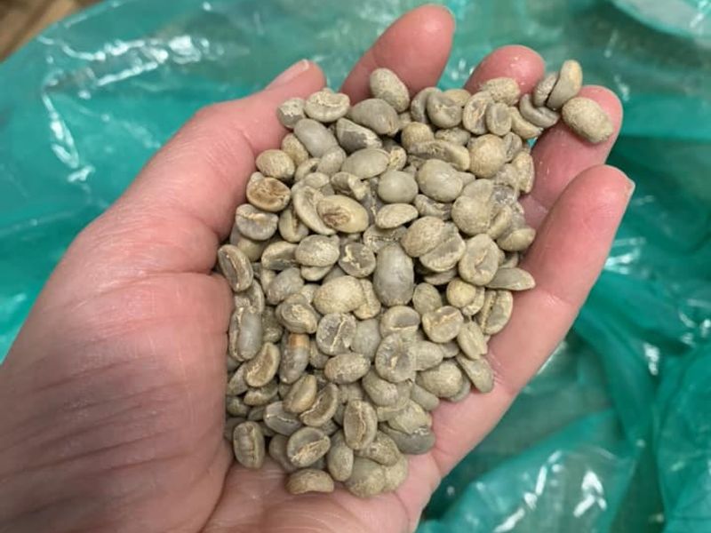 Grains de café verts avant torréfaction - Atelier découverte du café Avis de Gourmets 2023