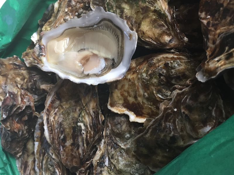 Photo : bourriche d'huîtres