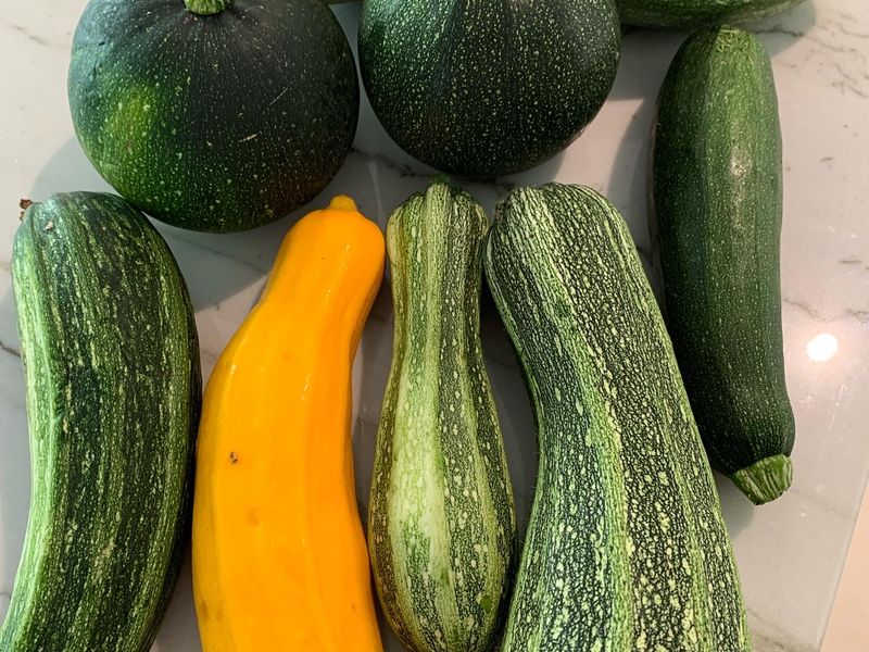 Différentes variétés de courgettes cultivées en pleine terre