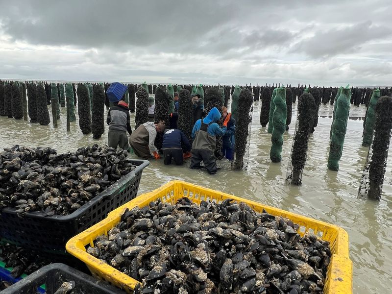Photo Claire Decraene : moules de bouchots