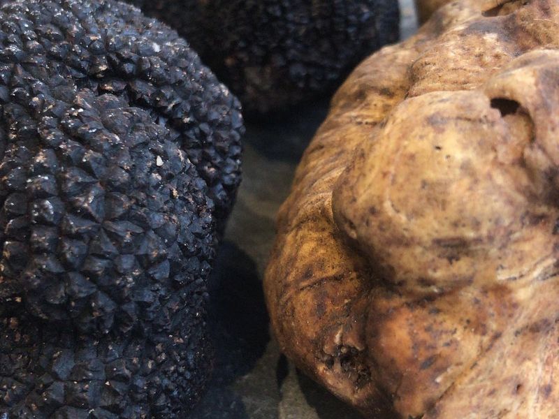 Truffes fraîches selon arrivage à Lille Les Epicentriques