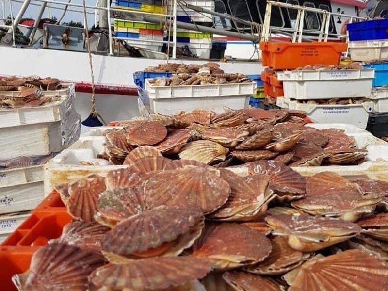 Pêche de Coquilles Saint-Jacques en pleine saison