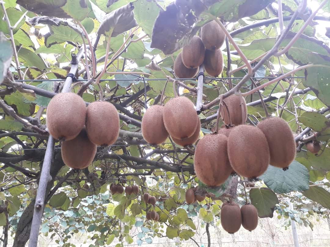 Les fruits du Campredon