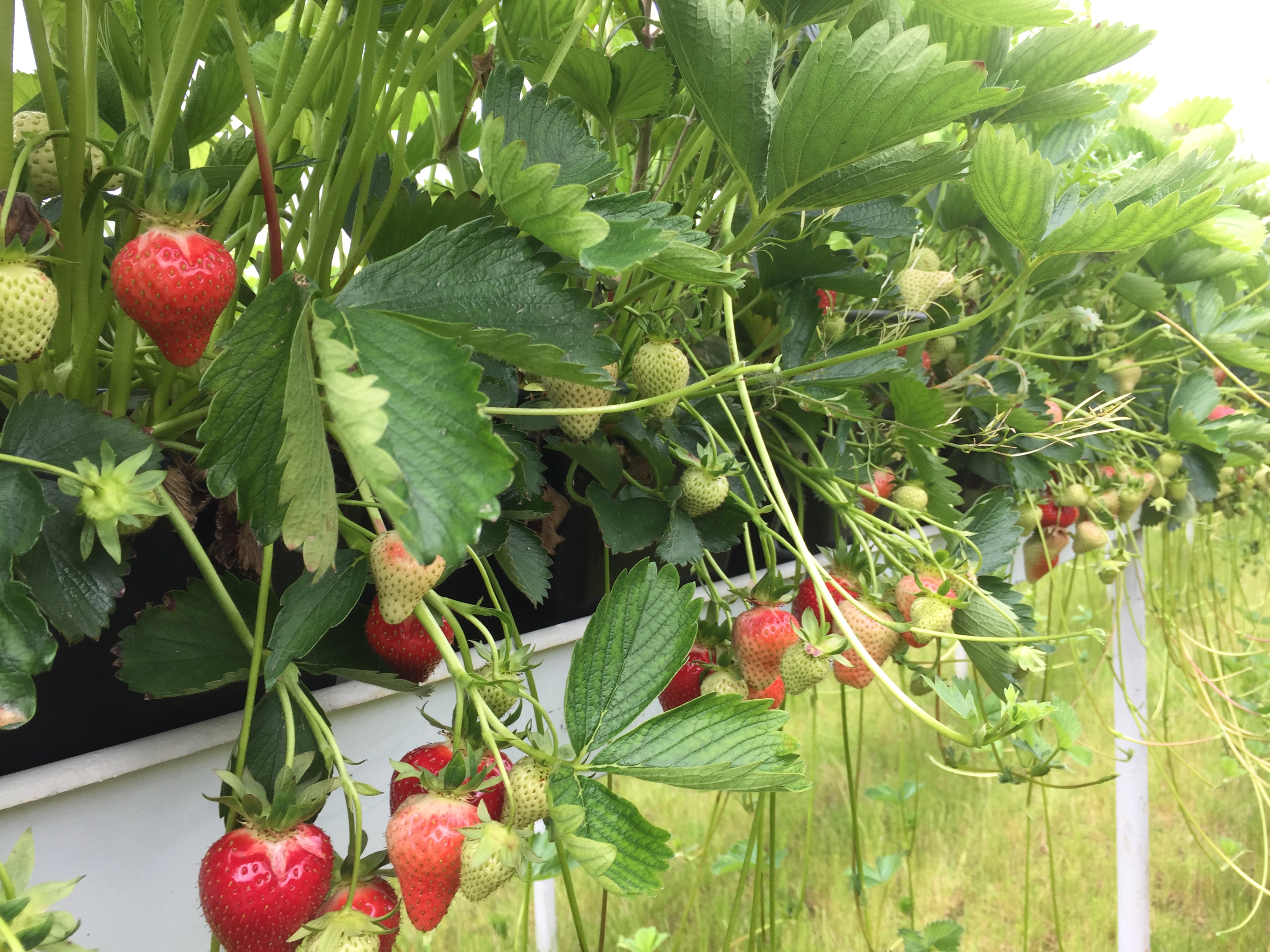 La Cueillette de Comines