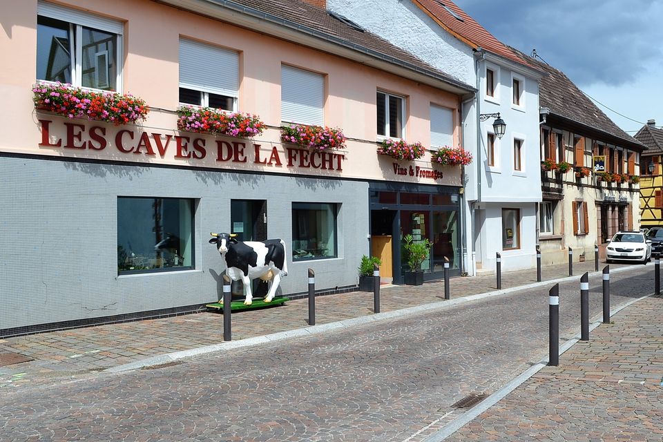 Les vaces de la fecht wintzenheim