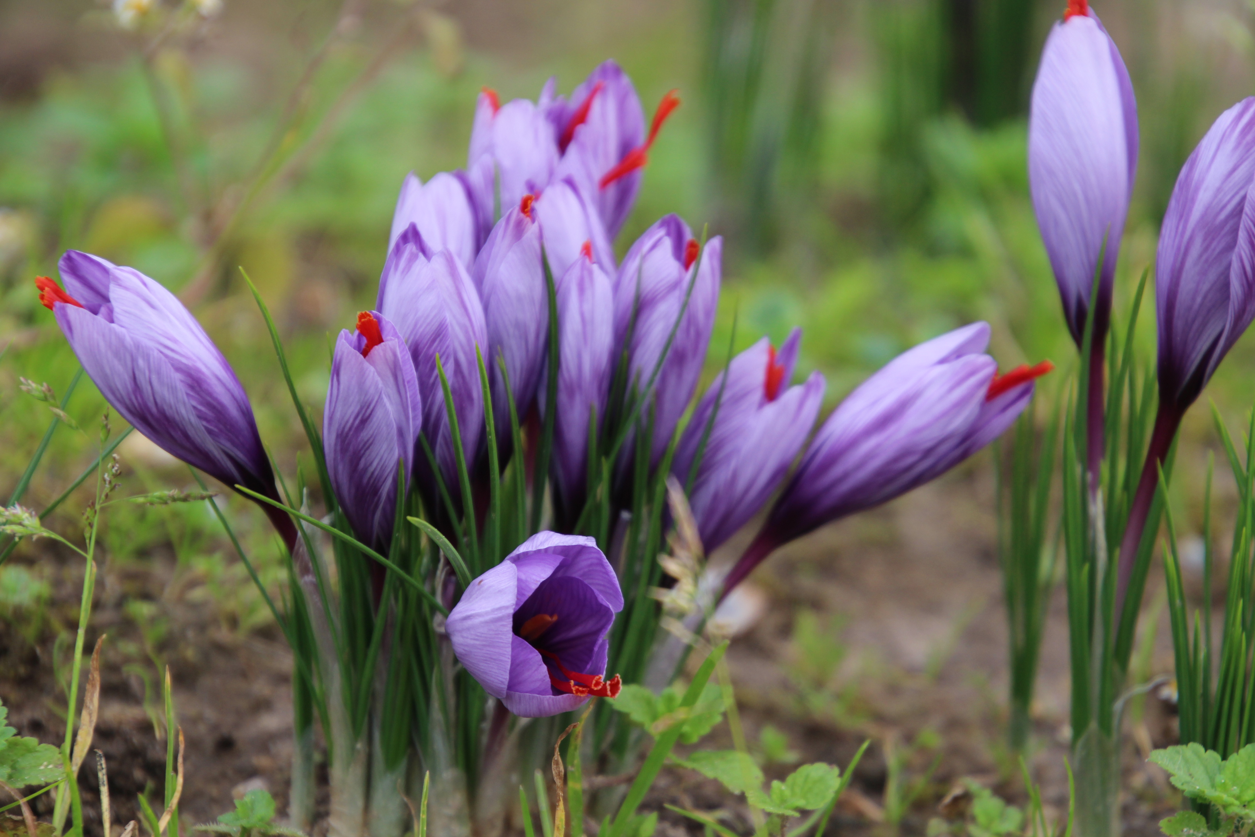 Fleur de safran du safran de la baie de somme