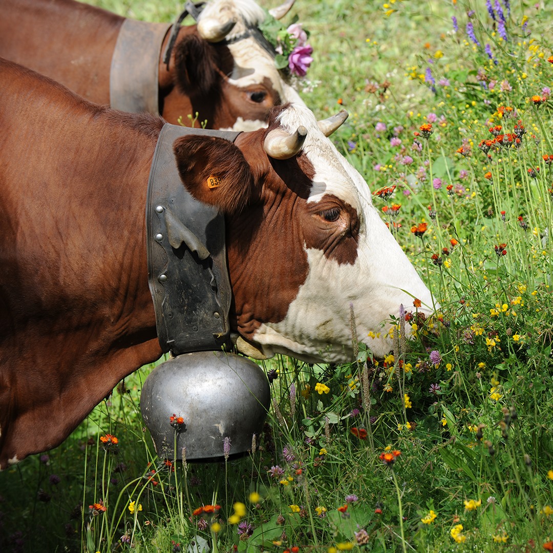 Producteur de fromages de vache Gaec La Tour