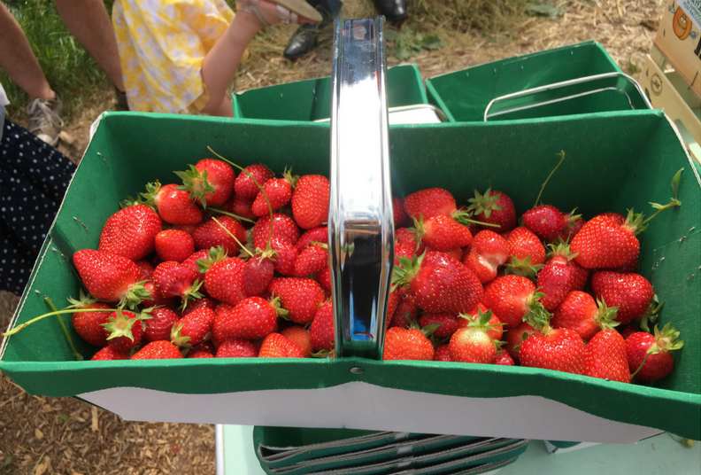 Fraises de Chéreng-Chéreng