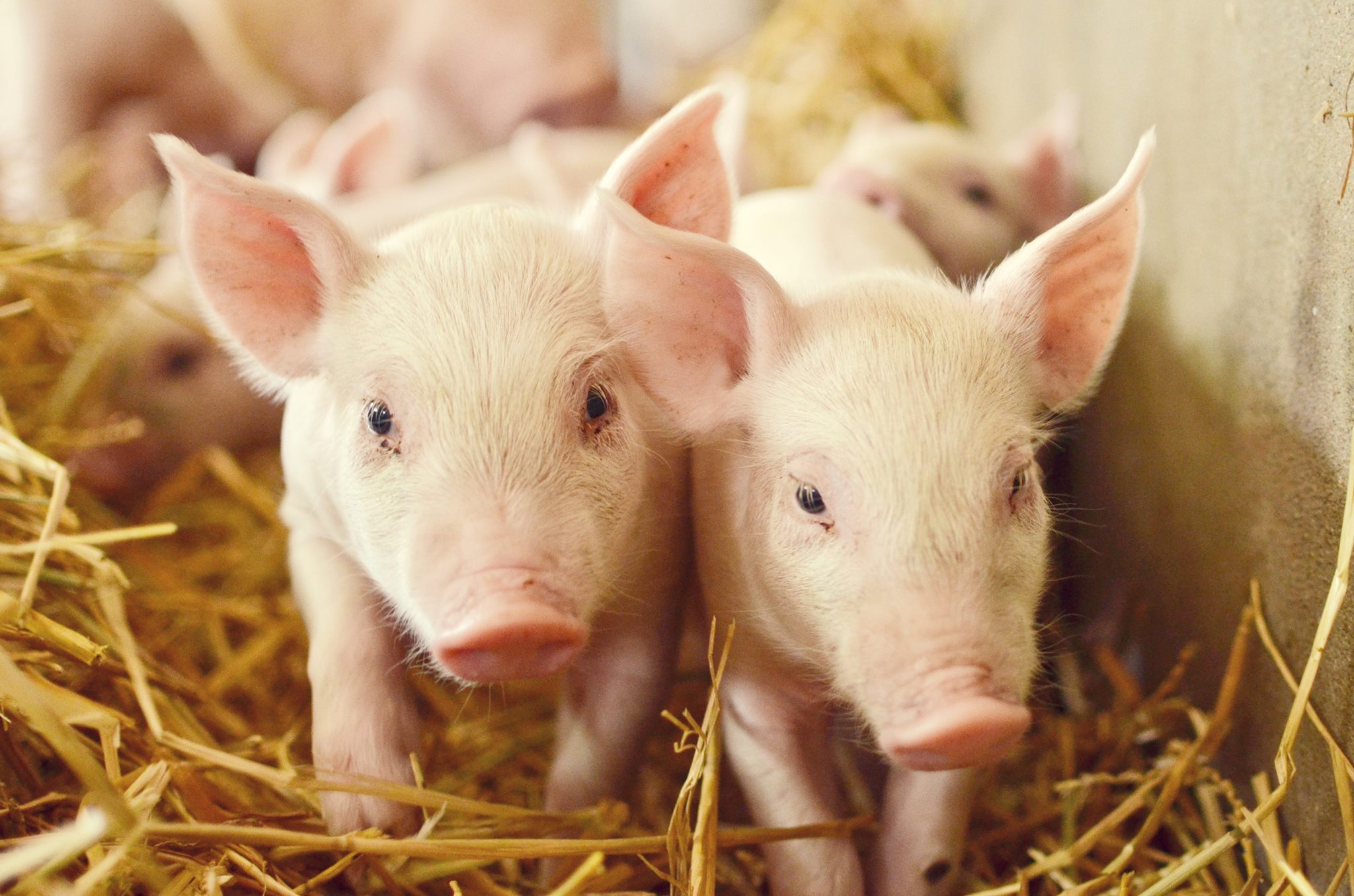 Ferme grommendyck