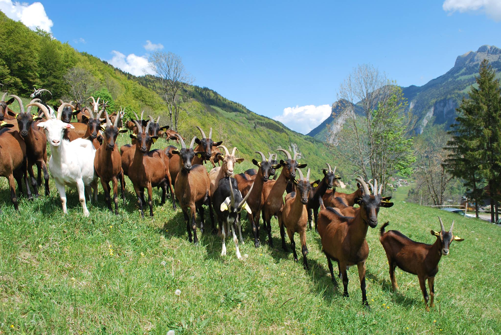 La Ferme Du Petit Mont