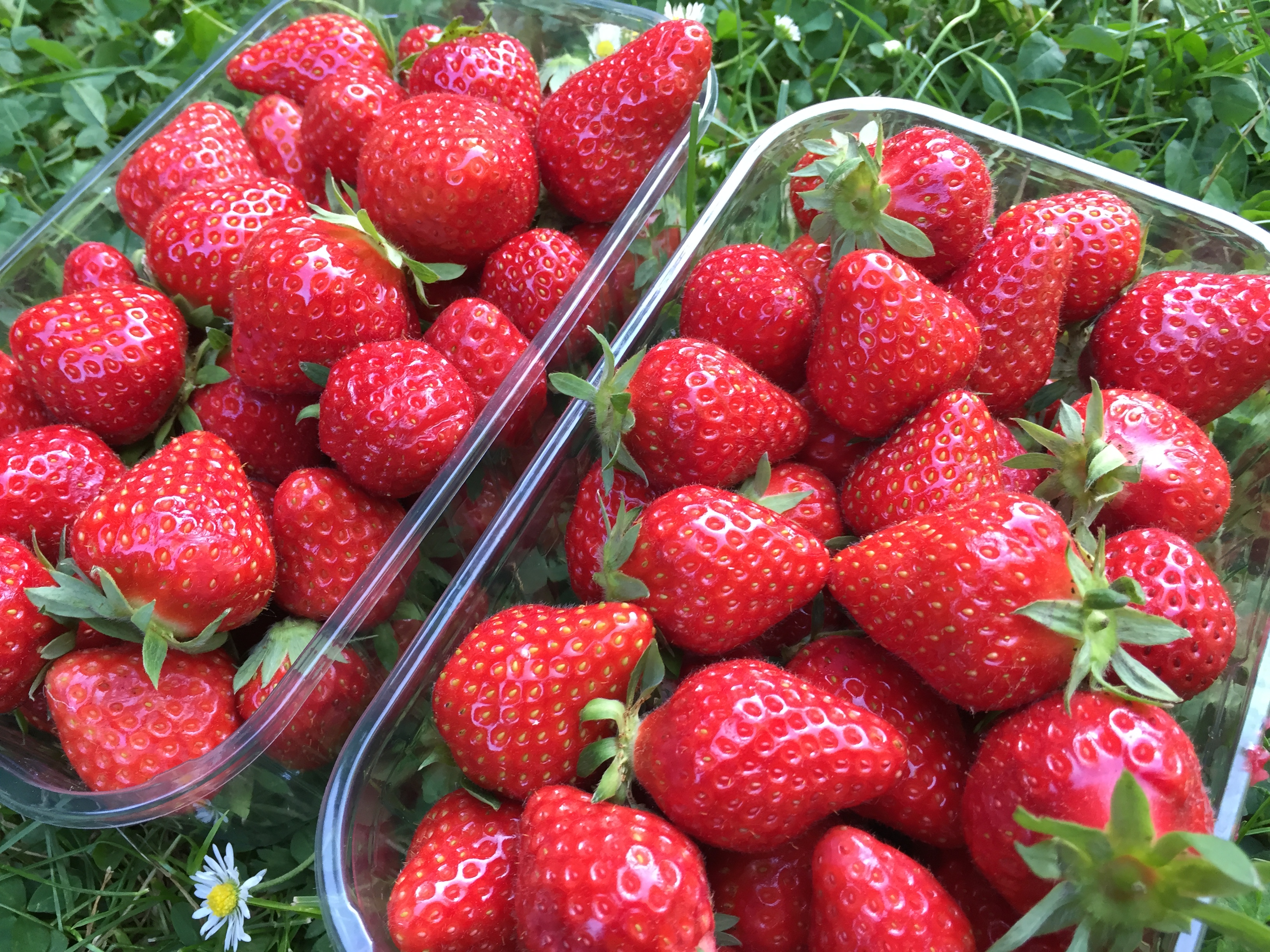 fraises