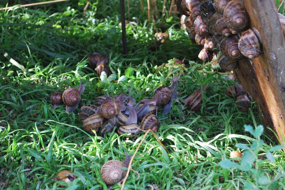Les escargots de la Colme