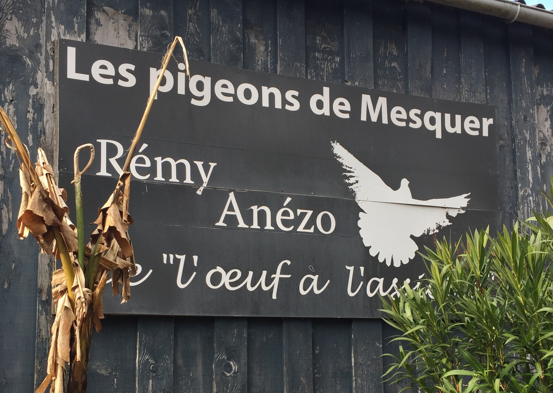 Les pigeons de Mesquer