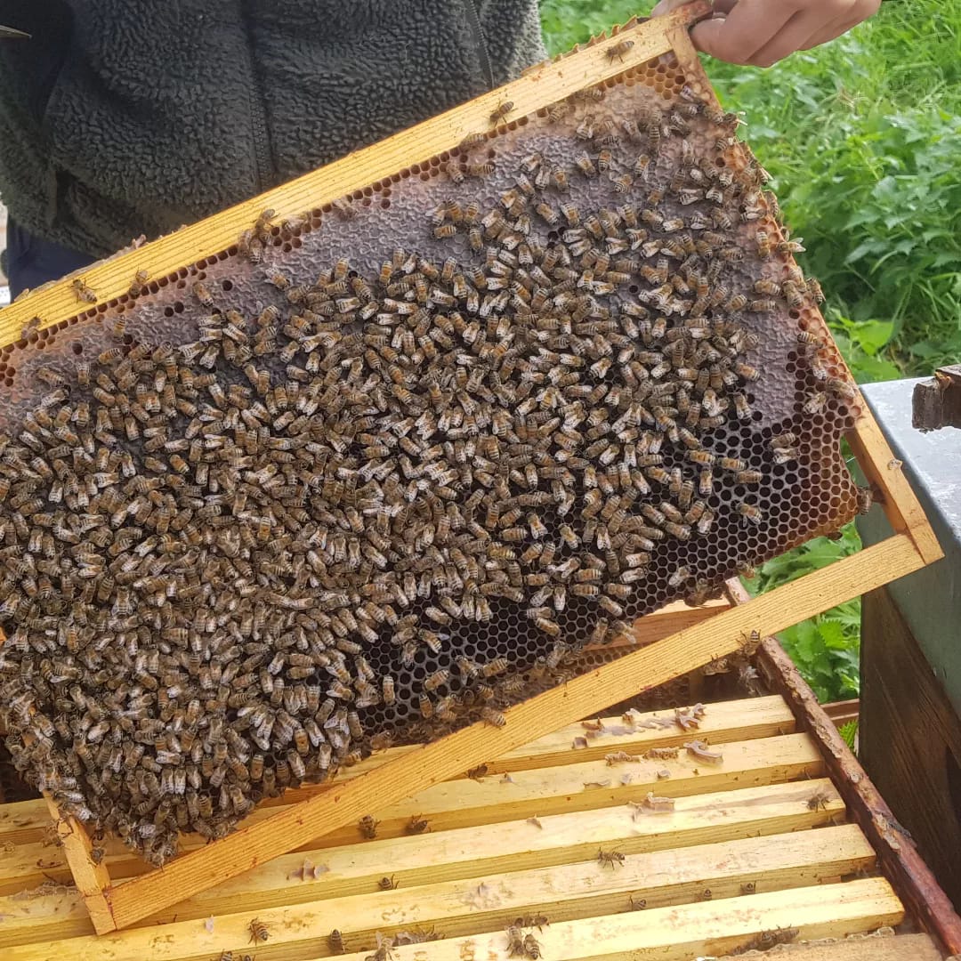 Abeilles Miellerie du Zyckelin à Hoymille
