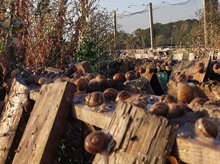 L'Escargot Dijonnais