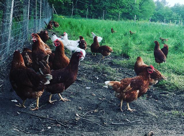 Des poules et des vignes (Gabriel Simon)