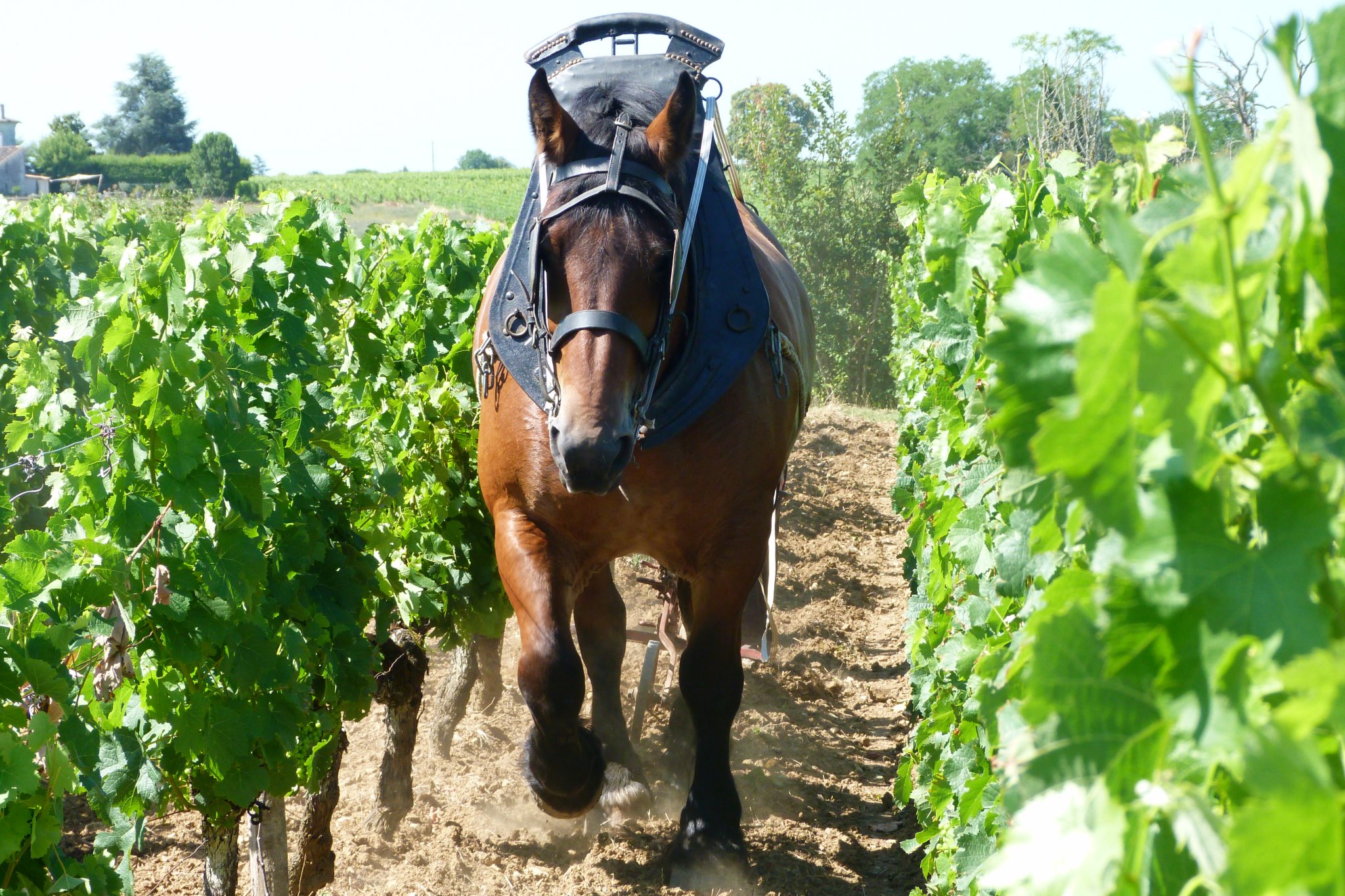 Domaine Wilfrid Rousse