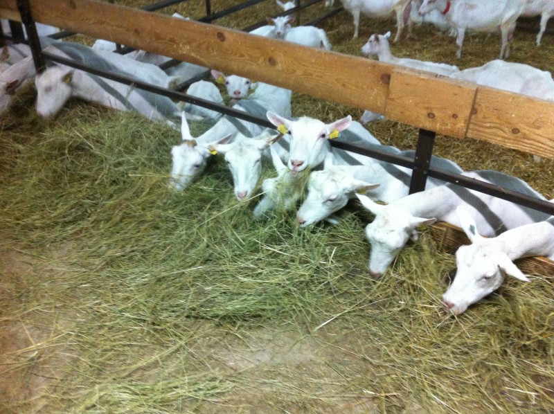 Ferme Maréchal