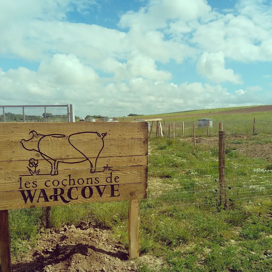 Les cochons de Warcove